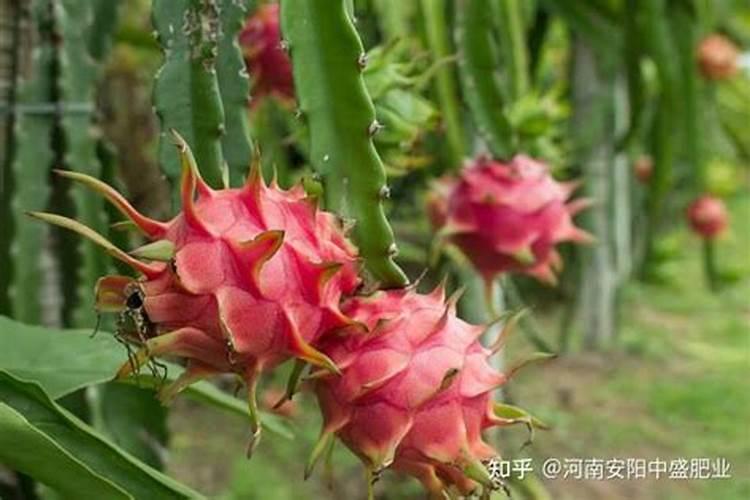 火龙果要用什么肥料才能很快地生长