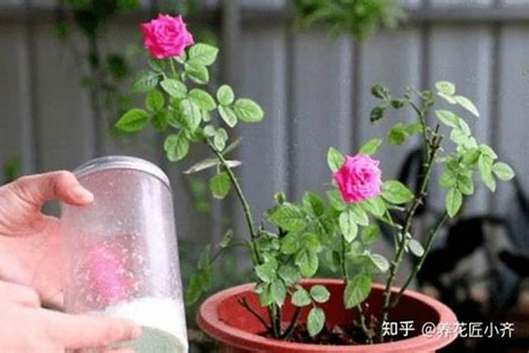 水溶肥如何喷洒水浇花？