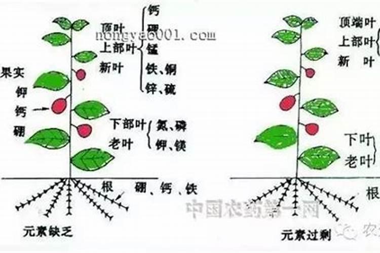 氮肥磷肥钾肥作用口诀,氮磷钾肥对植物的作用顺口溜