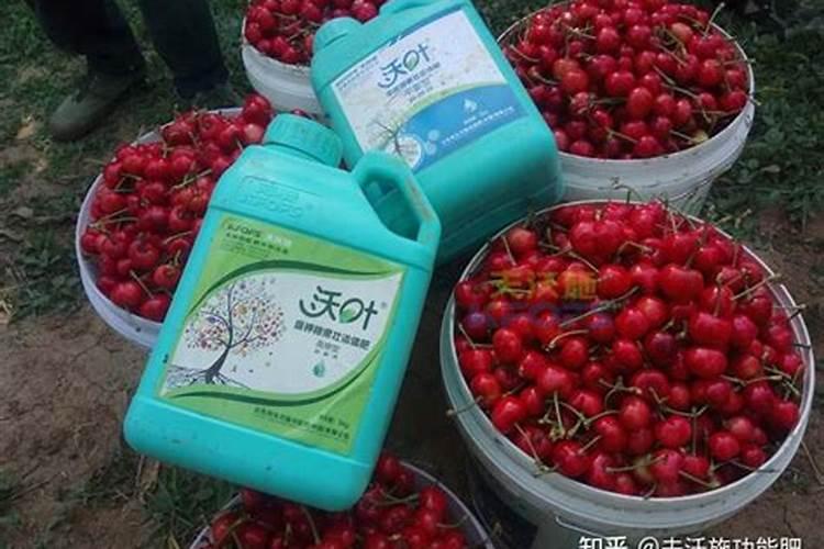 种樱桃树用什么肥料？