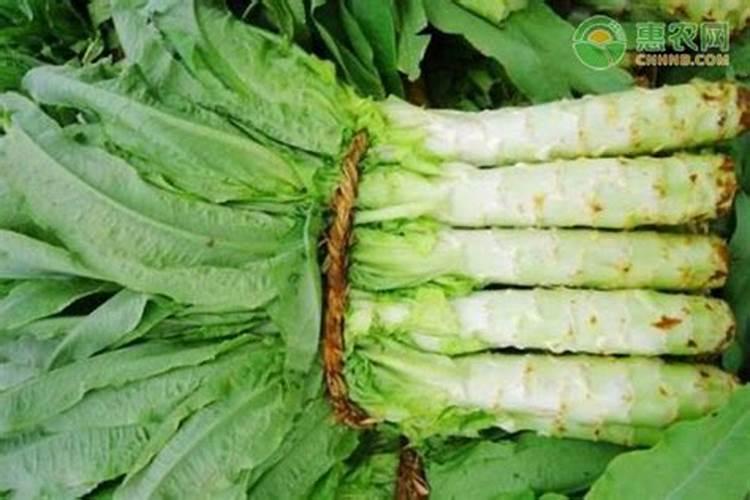 过冬莴笋什么时候种植最好