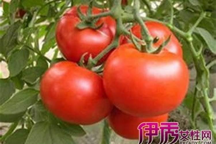 大棚番茄使用赤霉酸不结果什么办