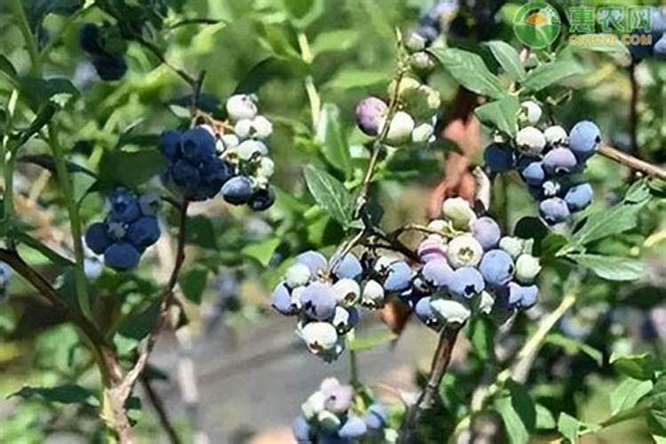 蓝莓施肥用什么肥料最好 种蓝莓用肥正确长得快