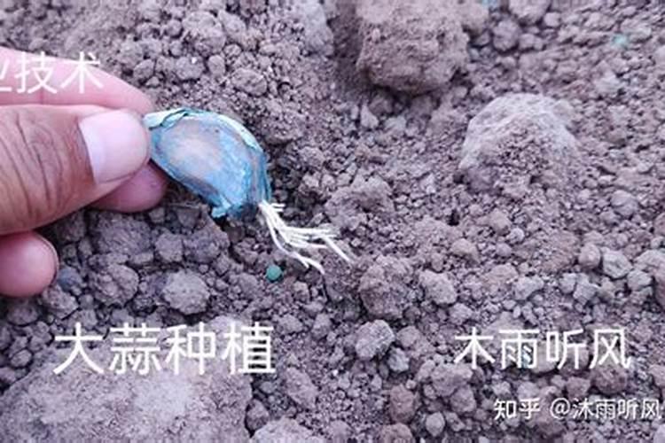 花卉什么时候喷芸苔素最好用？