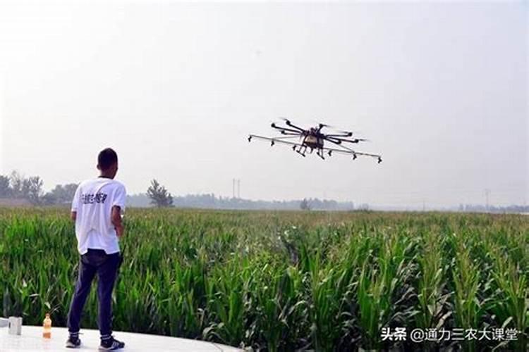 玉米什么时间打芸苔素最佳？