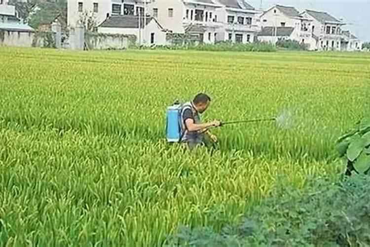 生姜喷施叶面肥尿素的比例是多少？