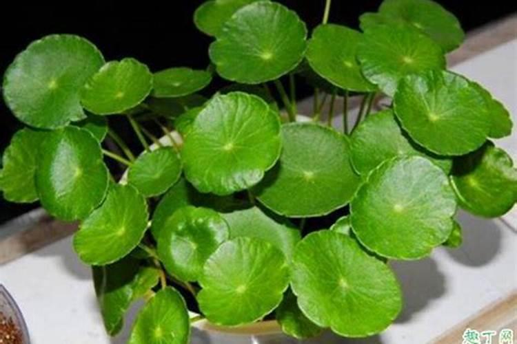 铜钱草用什么氮肥最好？
