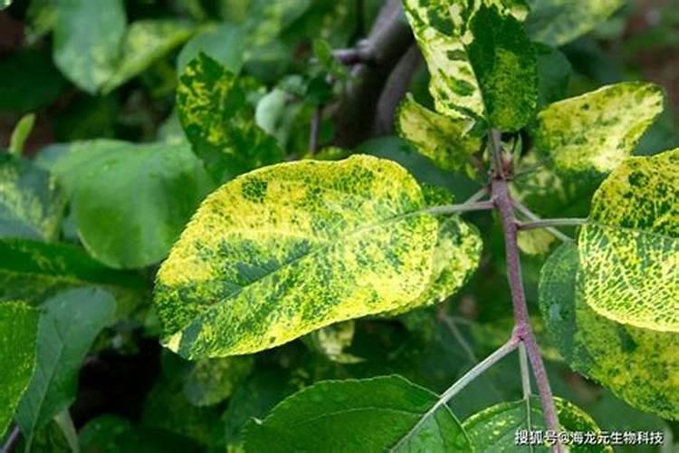 苹果花叶病用金莱泰好不好