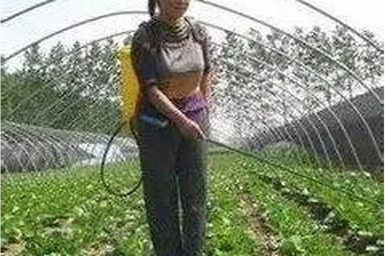 醋用叶面肥喷多了怎么办？