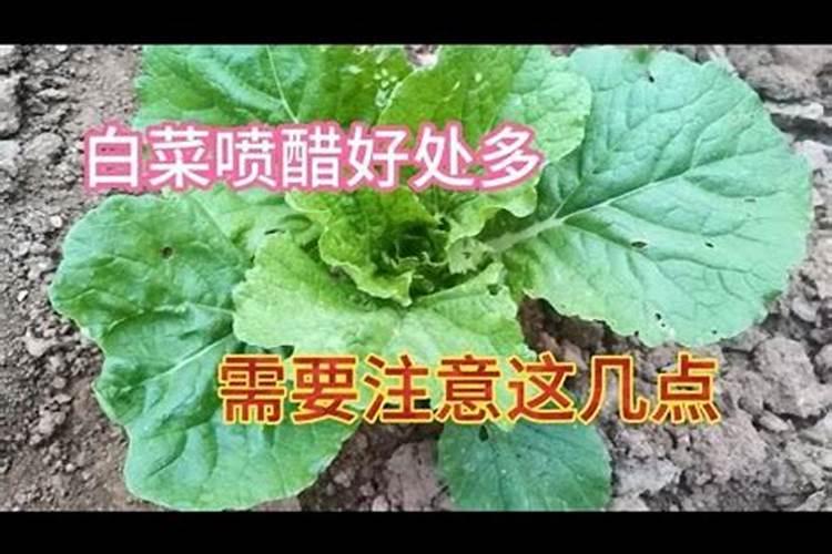 白菜喷醋失败了怎么办？