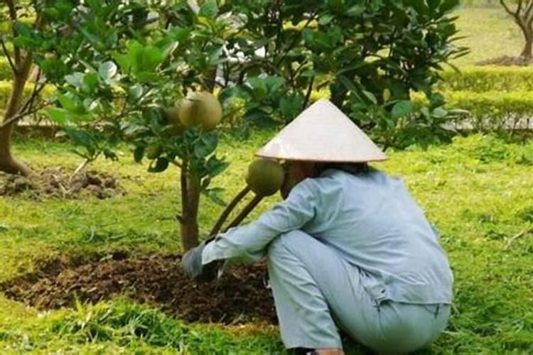 钾肥对果实膨大有用吗为什么？