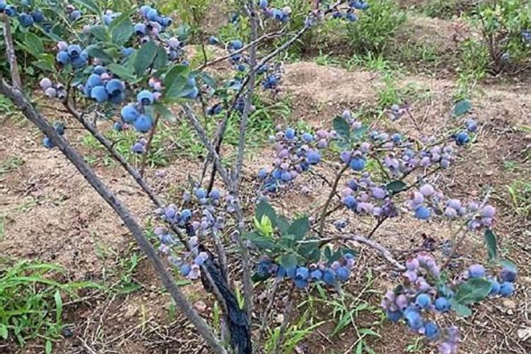 种蓝莓用什么肥料好