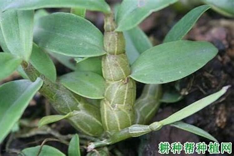 如何给铁皮石斛施肥？