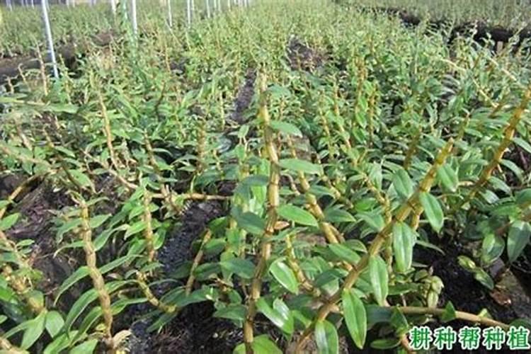 石斛施肥方法和注意事项 铁皮石斛施肥技术及其注意事项