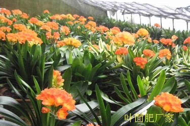 君子兰什么时候打叶面肥好一点？