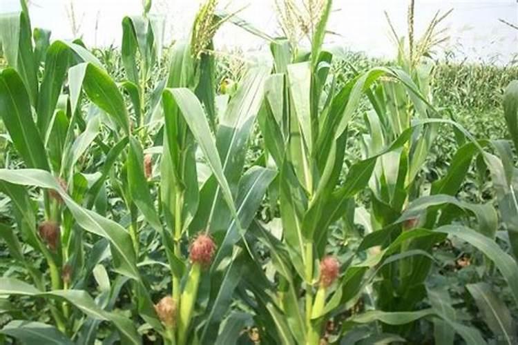 玉米孕穗期叶面喷施磷酸二氢钾对雄穗有增大作用吗