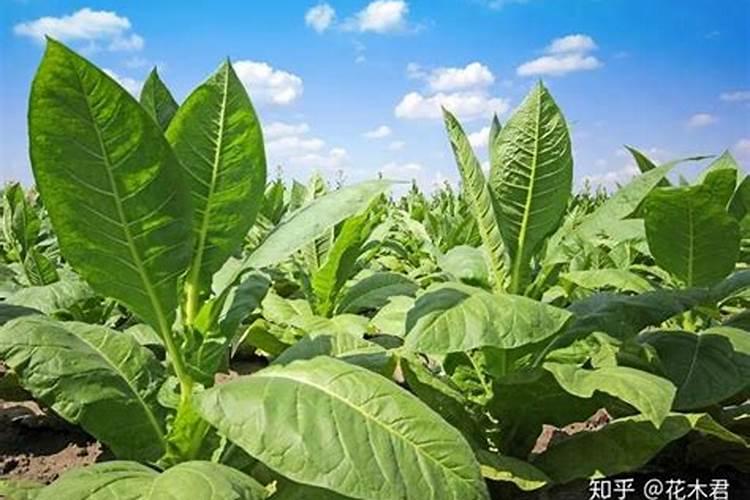 烟草缺素是什么原因？种植户该怎么预防和治理？