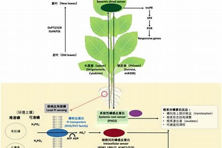 磷和钾对烟草具有何的营养作用？