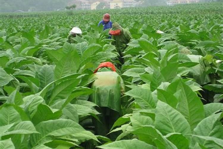 烟草生长对养分的要求是怎样的？