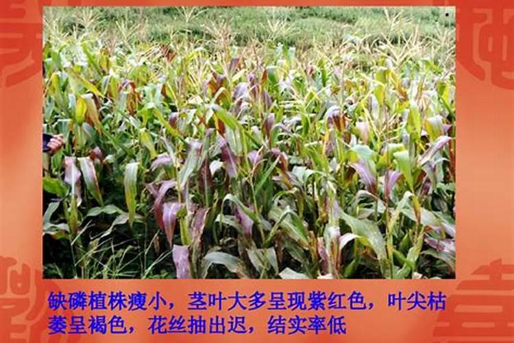 植物缺磷怎么补救