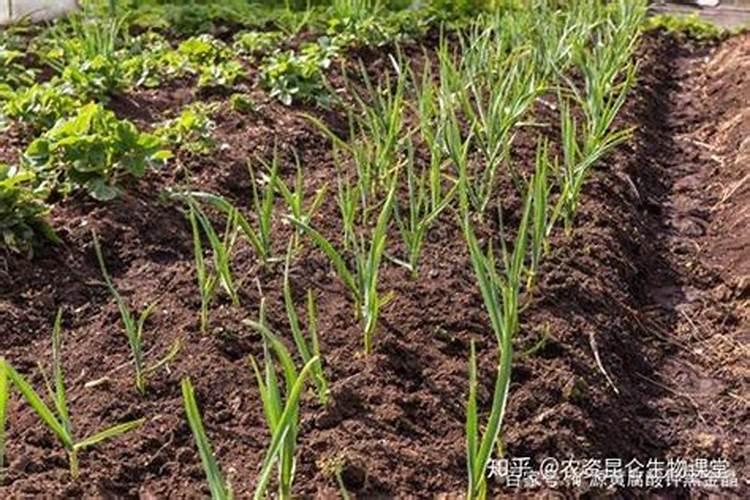 大蒜春季追什么肥比较好