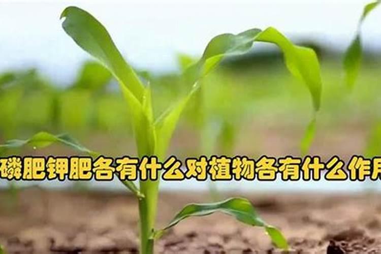 磷肥有什么作用？