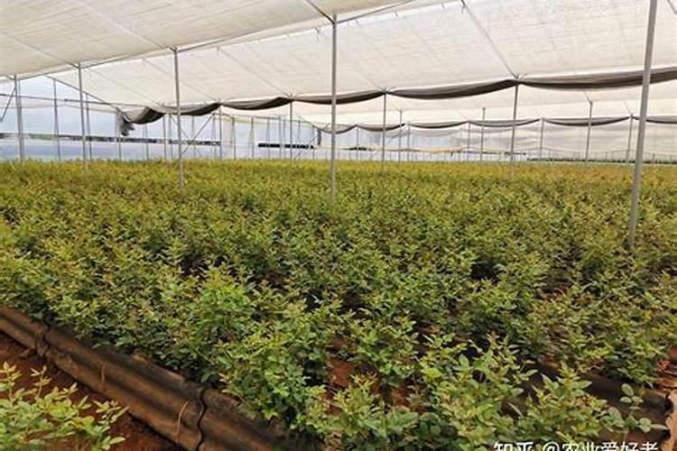果树水溶钾肥的使用方法有哪些？