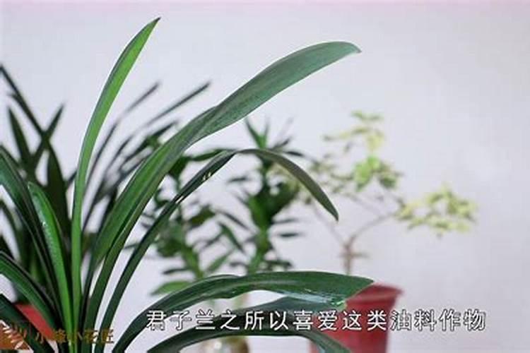 君子兰钙肥用什么肥料？