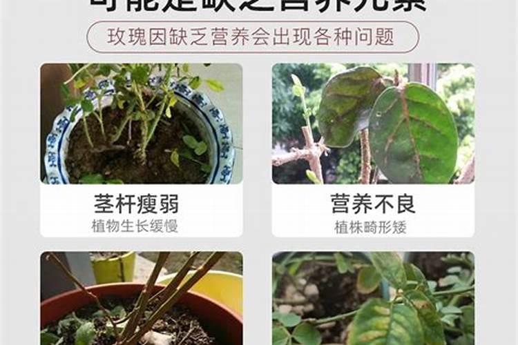 控释肥料养花当叶面肥吗