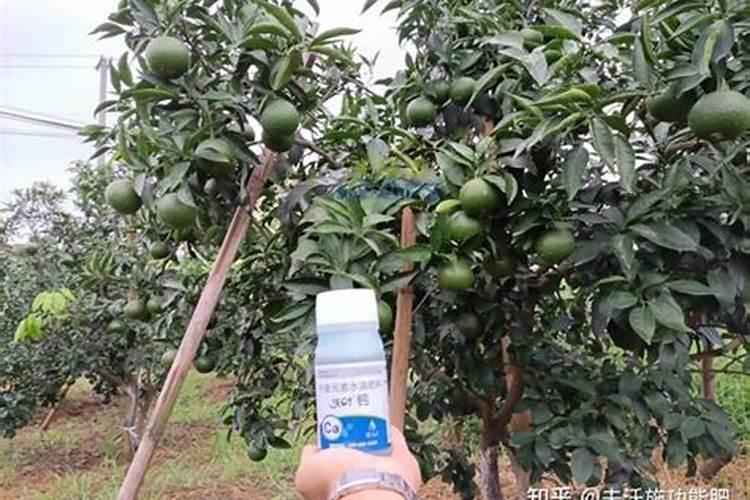 苹果树打什么钙肥效果好一点？