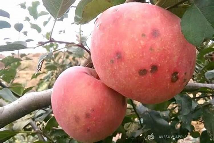 防治苹果苦痘病最好的肥料