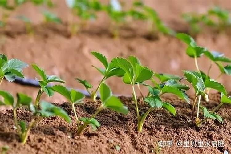 草莓平衡肥使用周期多久一次？