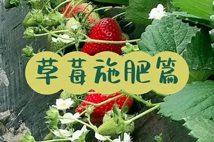 草莓各个时期的施肥方案草莓施肥时间和方法