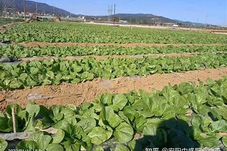 广东叶面钙肥厂家有哪些地方？