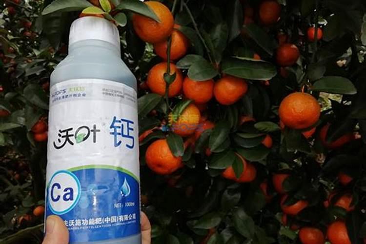 哪种叶面用的钙肥吸收好
