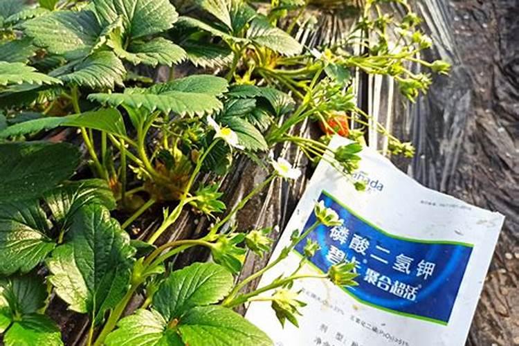 叶面喷施的钙肥有哪些？