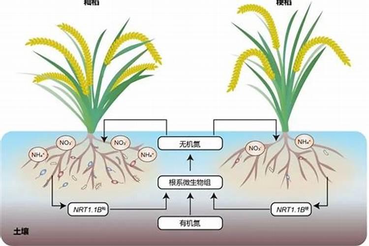 氮肥对农作物的影响