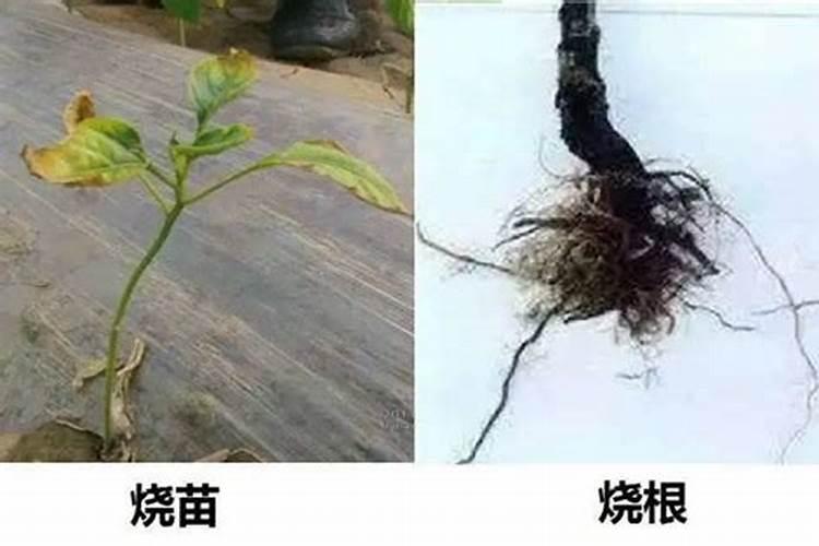 果树专用肥有哪几种,肥料烧根的补救办法
