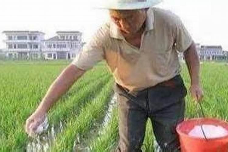 烟草磷肥的正确使用方法是