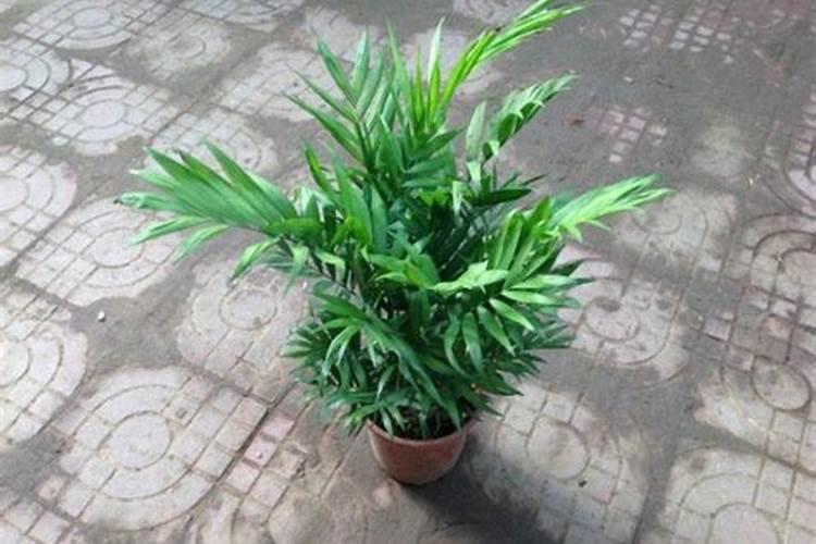 袖珍椰子树怎么施肥？