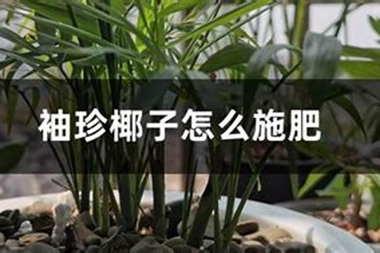 袖珍椰子怎么施肥