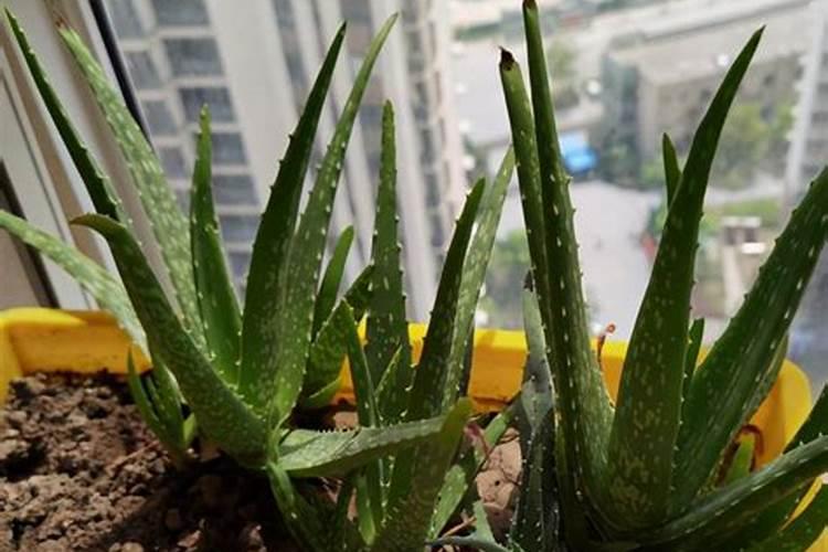 芦荟该怎么养才能叶片肥？