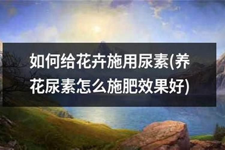 养花尿素氮肥如何使用效果好一点？