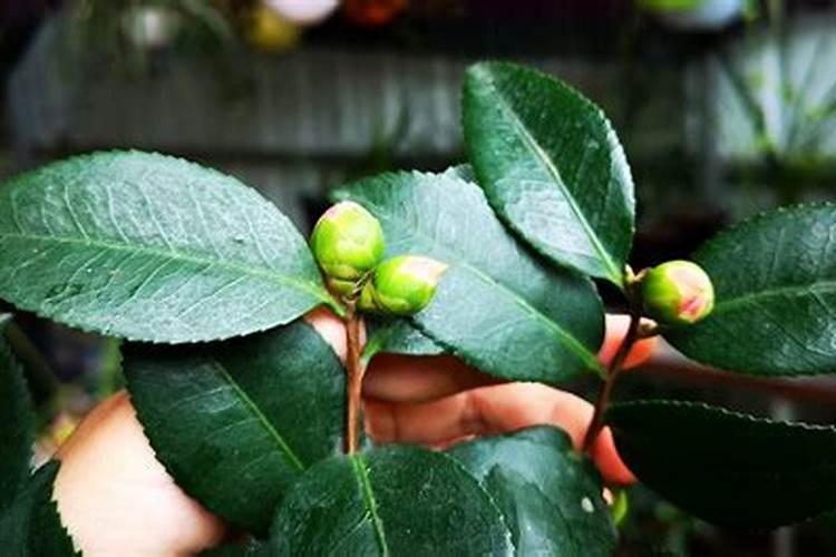茶花发芽了怎么养 茶花发芽后如何养护