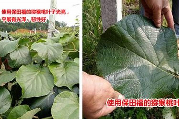 什么叶面肥最快转绿色？
