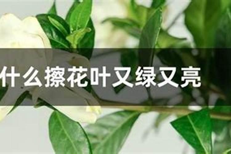 喷什么能让花叶又绿又亮泽