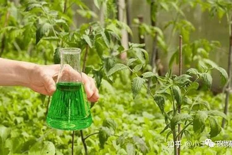 植物要追氮肥吗为什么？