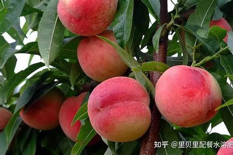 桃树最好的肥料是什么？