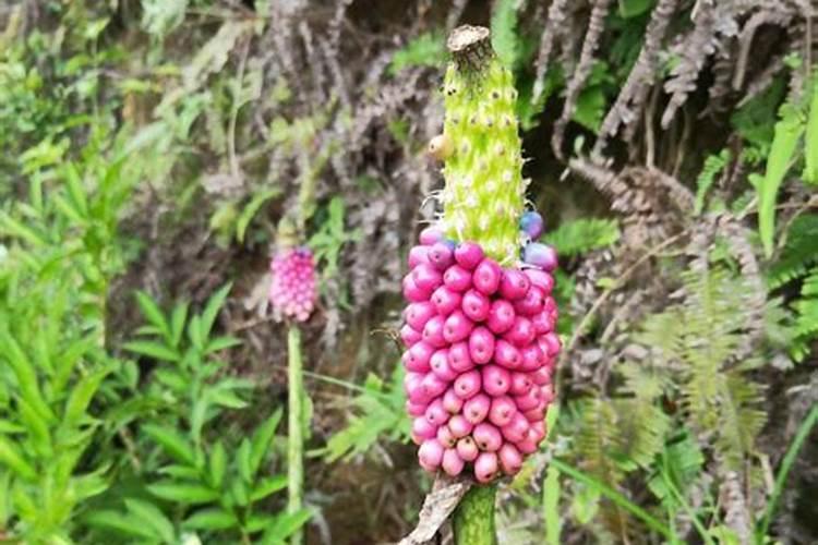 广西二代花魔芋种植的步骤和方法