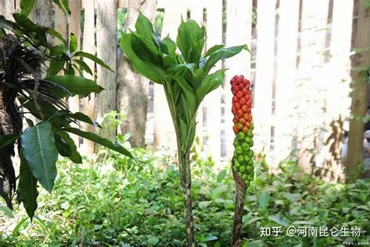 魔芋追肥用什么肥料好